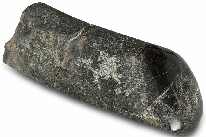 Polished Fossil Dinosaur Bone (Gembone) Section - Wyoming #309394